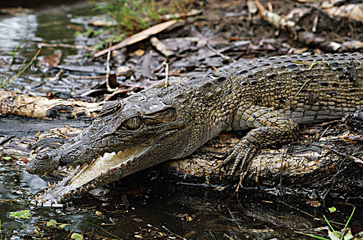 新几内亚,鳄鱼,鳄属,幼小,防卫姿势,国家公园,印度尼西亚