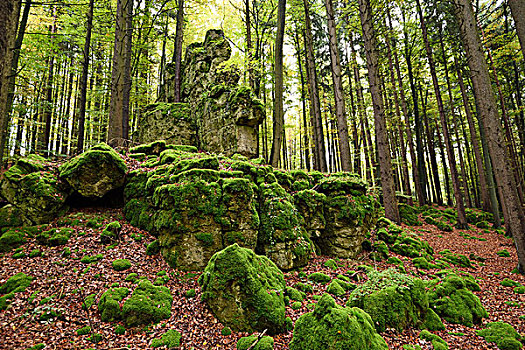 苔藓,遮盖,石头,欧洲山毛榉,树林,秋天,普拉蒂纳特,巴伐利亚,德国