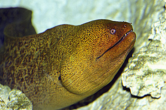 海鳗,头部,成年,澳大利亚