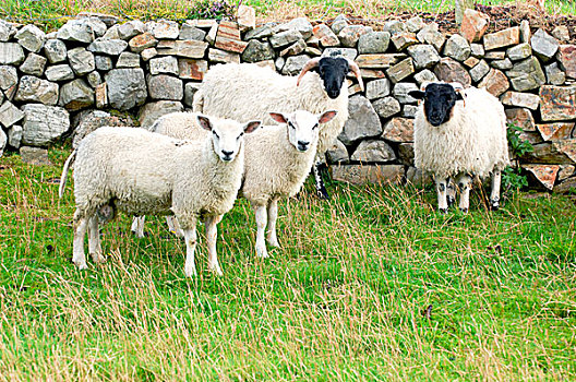 爱尔兰,多纳格,绵羊,放牧,石墙,海岸,道路