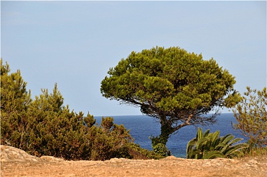 树,米诺卡岛