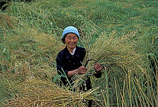 亚洲,中国,四川,重庆,区域,农民,收获,油菜,种子