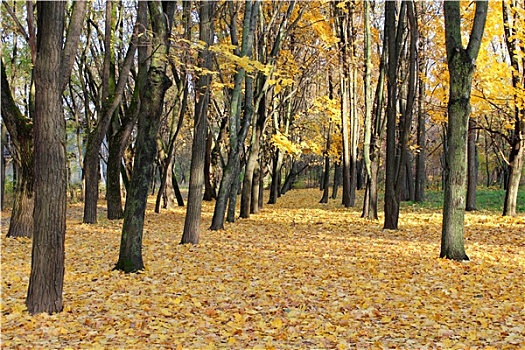 秋天,公园,树,黄叶