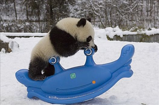 大熊猫,幼兽,玩,塑料制品,跷跷板,雪地,卧龙自然保护区,中国