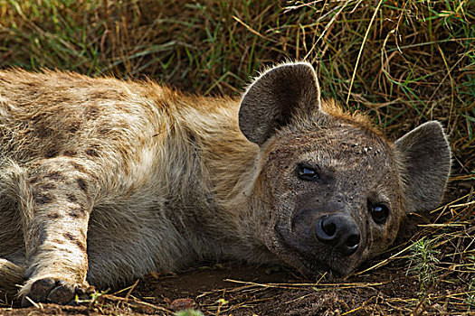 斑点,豺,斑鬣狗,休息,马赛马拉国家保护区,肯尼亚