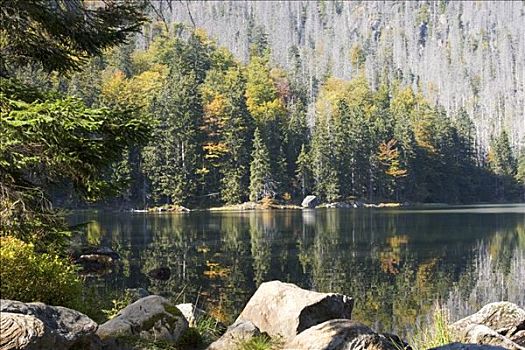 湖,巴伐利亚森林国家公园,德国