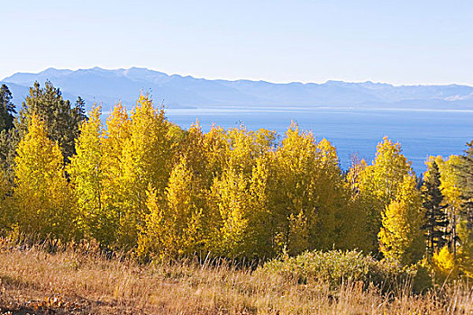 黄色,白杨,高处,北岸,太浩湖,加利福尼亚