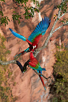 欢迎,金刚鹦鹉,绿翅金刚鹦鹉,枝条,砂岩,鲣,潘塔纳尔,南马托格罗索州,巴西,南美