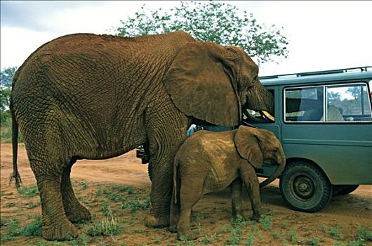肯尼亚,大象