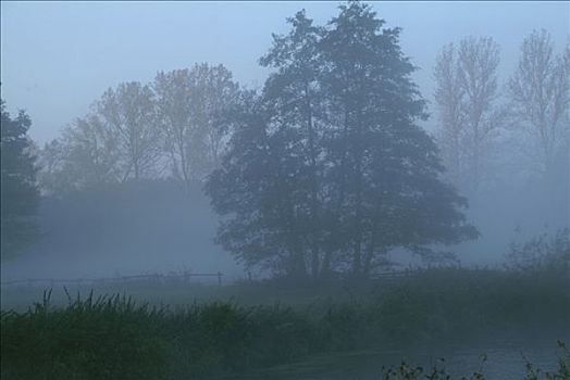 树,雾状,早晨