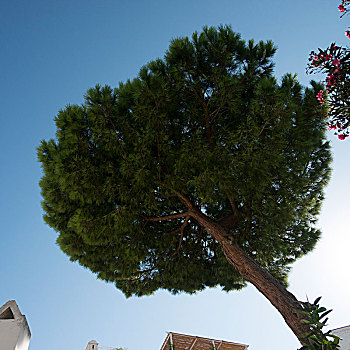 仰视,树,天空,卡普里岛,坎帕尼亚区,意大利