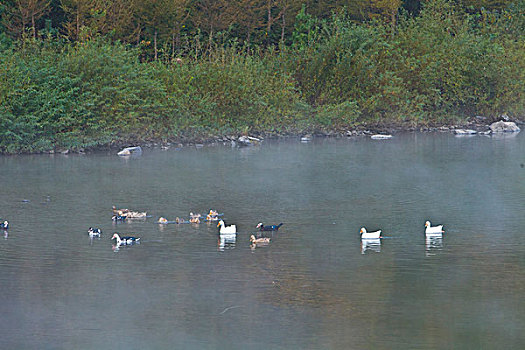 湖,水面,雾气,蒸腾,白雾,水蒸气,缥缈,仙境,灵性,家禽,鸭子,鹅,游动,自在,安静,自然,风光