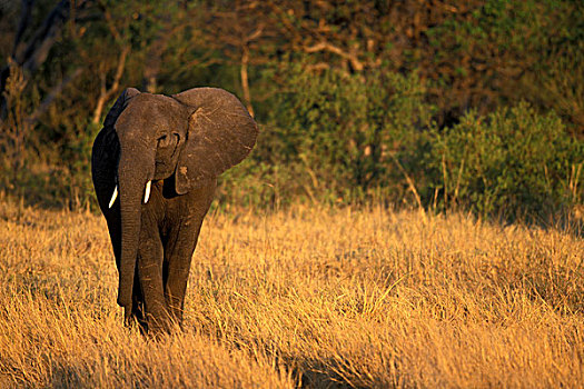 博茨瓦纳,莫雷米禁猎区,大象,非洲象,走,高草,靠近,日落