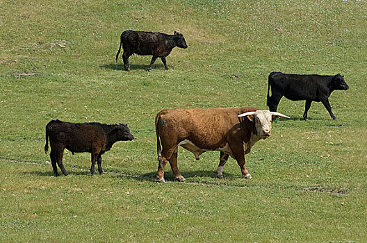 公牛,母牛,草场