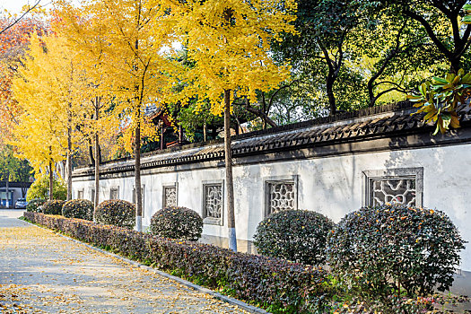 深秋季节园林漏花墙侧的金黄色银杏树,拍摄于南京总统府景区