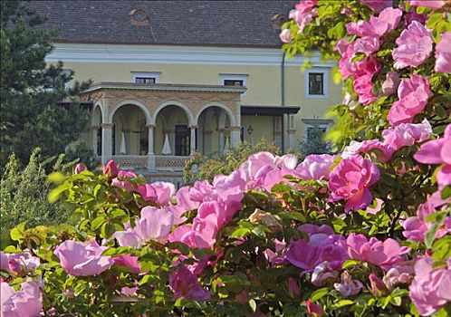 花,蔷薇,局部,酒店,城镇,巴登,下奥地利州