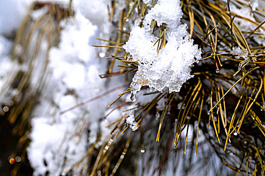 大雪后松针上的白色雾凇在融化特写