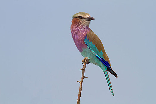 紫胸佛法僧鸟,佛法僧属,坐,枝头,禁猎区,南非,非洲