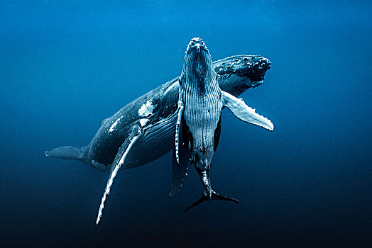 驼背鲸,大翅鲸属,鲸鱼,水下视角,汤加,西部,斐济