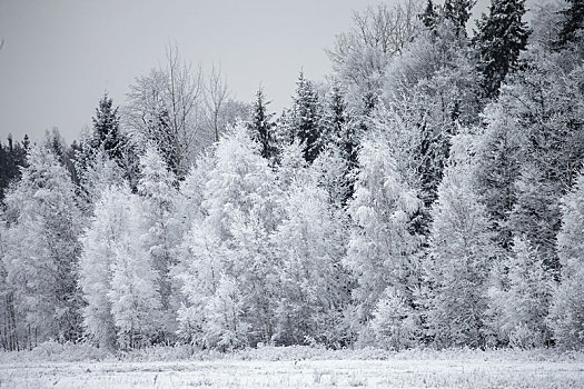 霜,树,树林,边缘