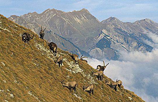 野山羊,多,山坡,伯恩高地,伯恩,瑞士