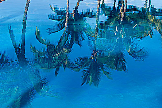 棕榈树,反射,胜地,游泳池,海滩,毛伊岛,夏威夷,美国
