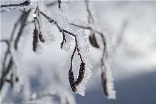 白霜,遮盖,桤木,细枝