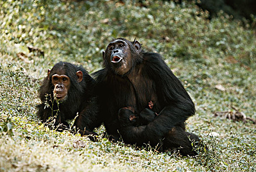 坦桑尼亚,黑猩猩,家族,坐,冈贝河国家公园,大幅,尺寸