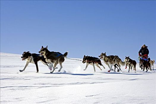 挪威,狗队,爱斯基摩犬,速度,风吹,高原,踢,向上,雪