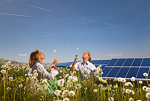 伴侣,土地,太阳能电池板