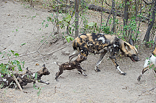 非洲野狗,非洲野犬属,母亲,星期,老,幼仔,北方,博茨瓦纳