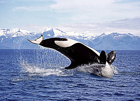 逆戟鲸,成年,跳跃,加拿大