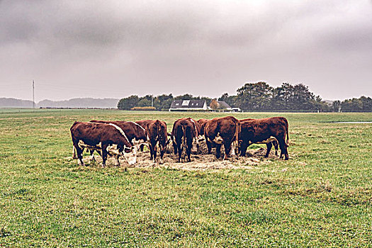 赫里福德,母牛,吃,干草,绿色,地点,秋天