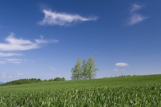 麦田,三个,树