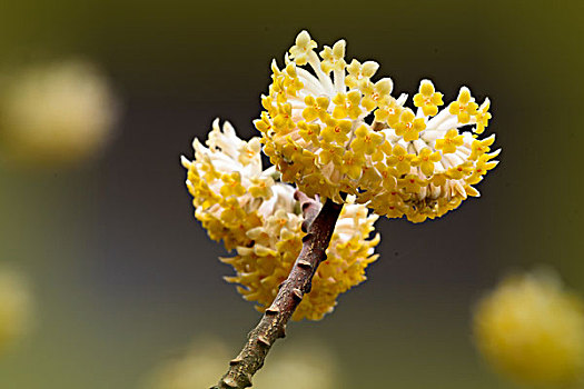 结香花