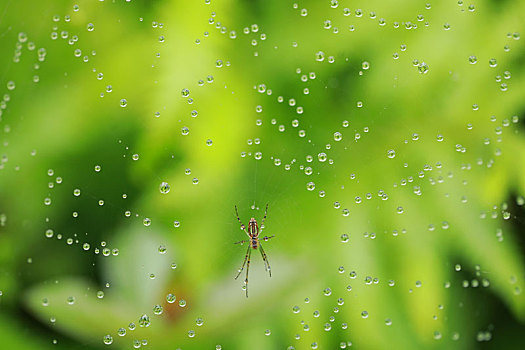 雨后的蛛网