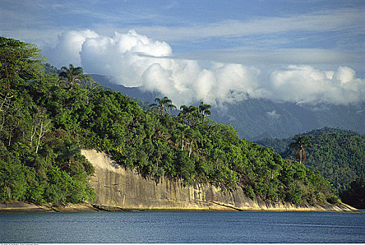 树林,海岸线,巴西,南美