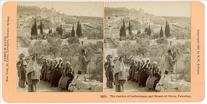花园,攀升,橄榄,巴勒斯坦,1898年,艺术家,黑白