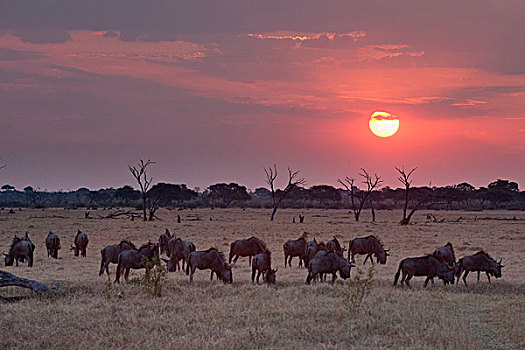 日落,风景,牧群,放牧,角马,萨维提,湿地,乔贝国家公园,博茨瓦纳