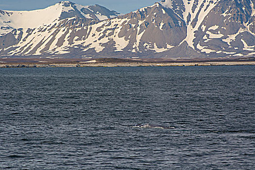 挪威,斯瓦尔巴特群岛,斯匹次卑尔根岛,蓝鲸