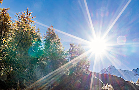 太阳,上方,落叶松属植物,树林,阿尔卑斯山,瓦莱,瑞士