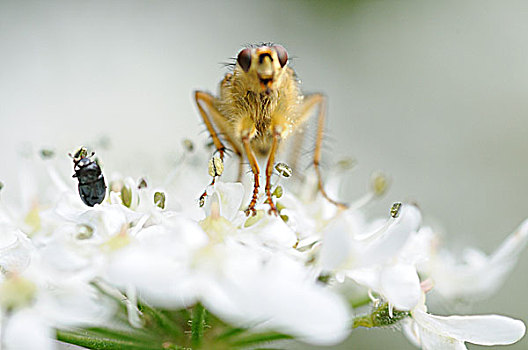 飞行,坐,花