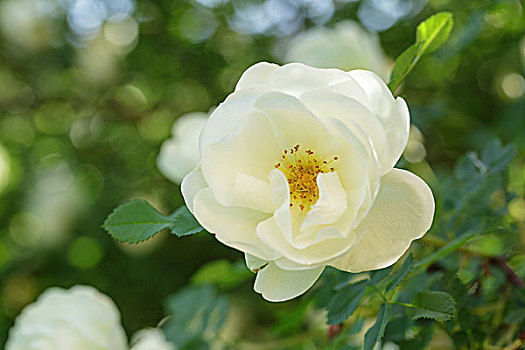 白色蔷薇,盛开,户外,特写,照相