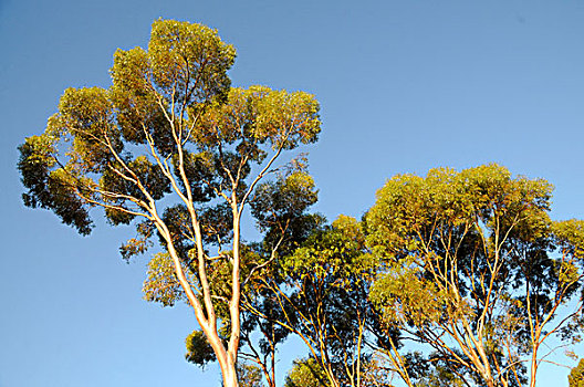 橡胶树,靠近,澳大利亚