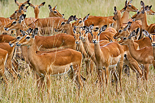 牧群,黑斑羚,马赛马拉,肯尼亚