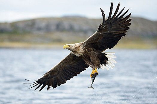 白尾鹰,海鹰,白尾海雕,伸展,翼,飞,捕获,鱼,北特伦德拉格,挪威,欧洲