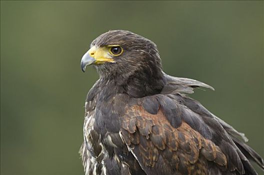 哈里斯鹰,栗翅鹰,野生动植物园,莱茵兰普法尔茨州,德国,欧洲