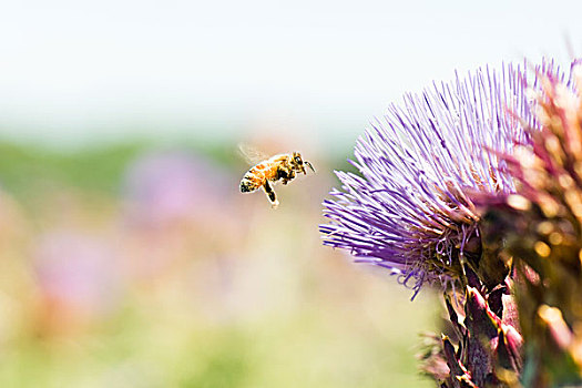 蜜蜂,飞,蓟属植物,花