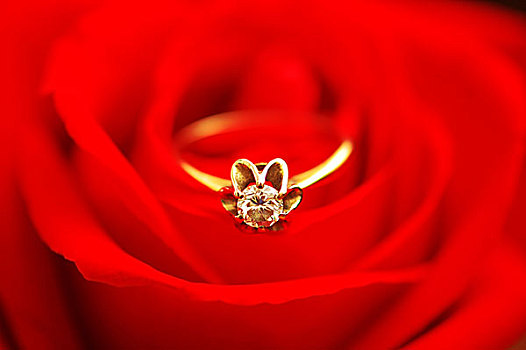 婚戒,钻石,红玫瑰