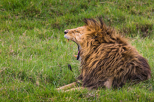 大,狮子,展示,危险,牙齿,马赛马拉,肯尼亚